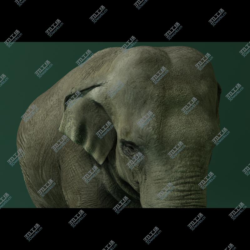 images/goods_img/202105073/Asian Elephant/4.jpg
